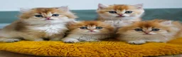 British Shorthair cats for sale: TICA registered golden pedigree kittens  - Advert 1