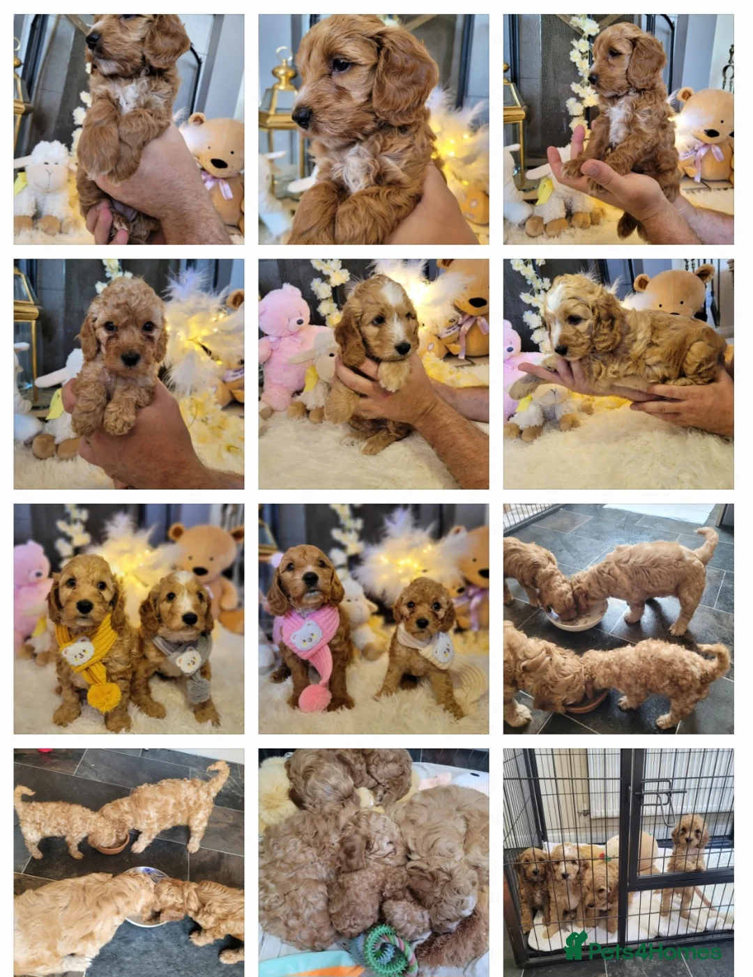 Cockapoo dogs for stud: F1 cocapoo well Proven extensively health tested in Bromley - Advert 23