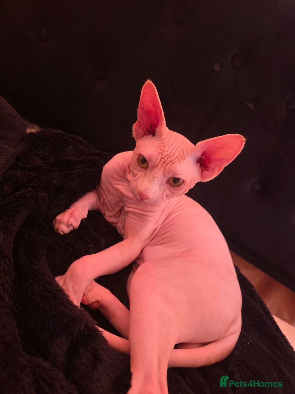 Sphynx cats Male sphynx - Advert 2