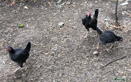Chickens poultry for sale: PURE BRED FURNESS O.E.G - Image 2