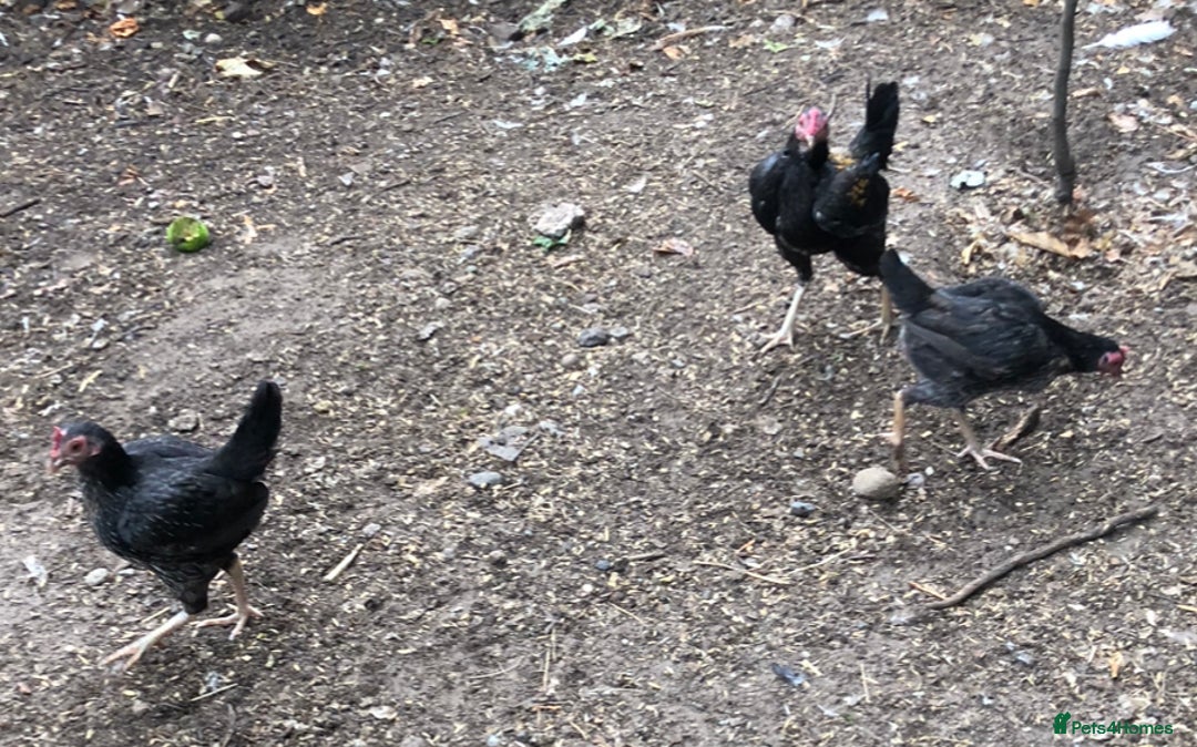 Chickens poultry for sale: PURE BRED FURNESS O.E.G - Image 2