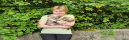 Shorkie dogs for sale: Beautiful F2 Shorkie Girls,Puppy Culture Raised, in Armagh - Advert 16