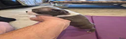 Boston Terrier dogs for sale: Health-Tested KC Registered Boston Terrier Puppies - Advert 23