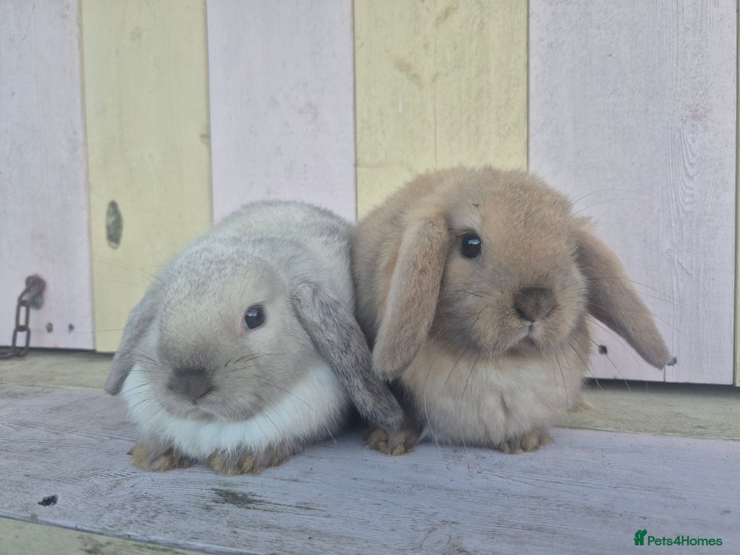 Mini Lop rabbits for sale: 💙 Beautiful and friendly mini lop boys 💙 - Advert 14