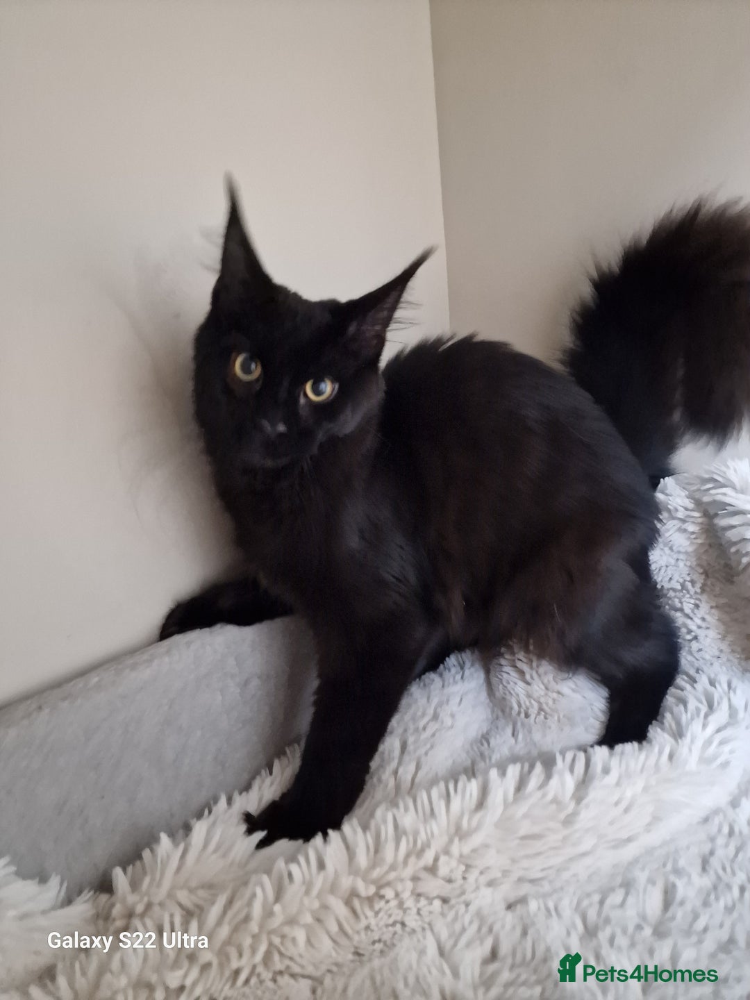 Maine Coon cats for sale: Pure maine coon kittens - Image 1