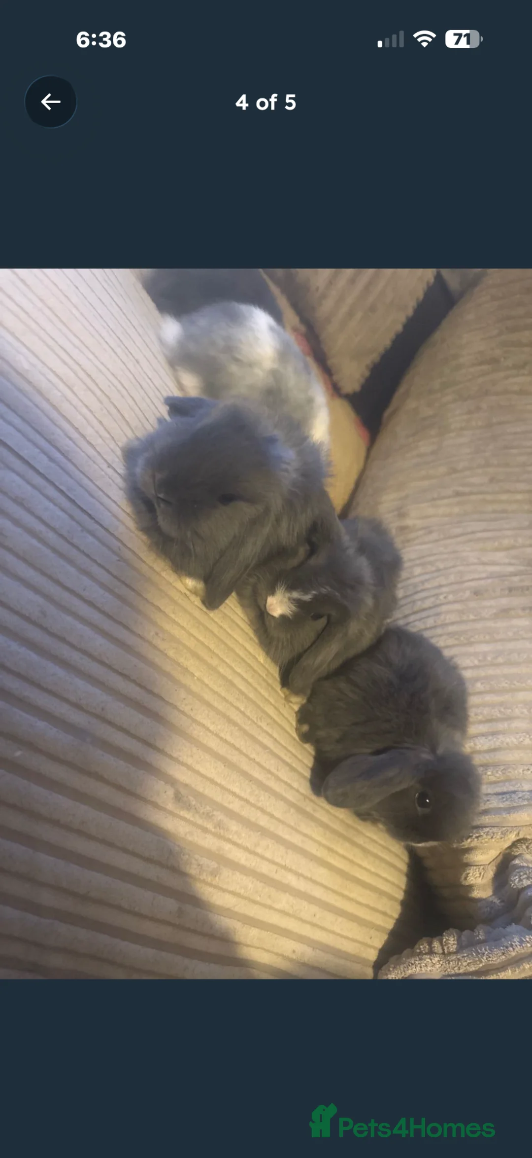 Mini Lop rabbits for sale: Mini lop bunny rabbits  - Advert 4