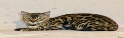 Bengal cats for sale: Bengal Queen  - Advert 13