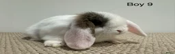 Mini Lop rabbits for sale: All reserved - Advert 9