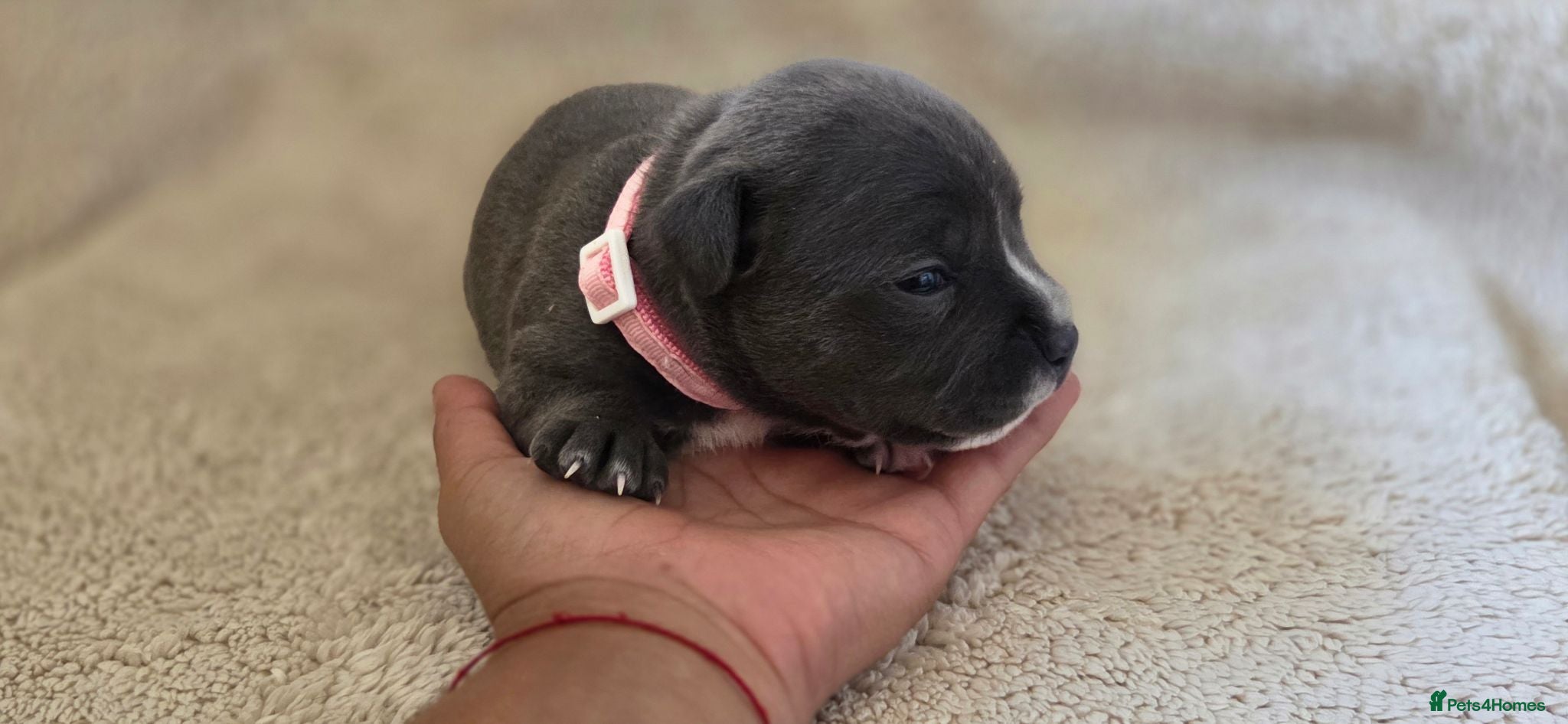 Staffordshire Bull Terrier dogs KC Blue Staffordshire Bull Terrier Puppies - Advert 5
