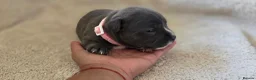 Staffordshire Bull Terrier dogs for sale: KC Blue Staffordshire Bull Terrier Puppies - Advert 1