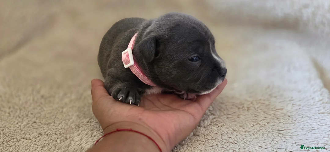 Staffordshire Bull Terrier dogs for sale: KC Blue Staffordshire Bull Terrier Puppies - Advert 1