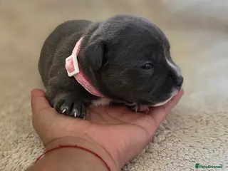 Staffordshire Bull Terrier dogs KC Blue Staffordshire Bull Terrier Puppies - Advert 1