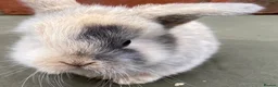 Mini Lop rabbits for sale: STUNNING PURE BRED MINI LOPS MUST SEE - Advert 4