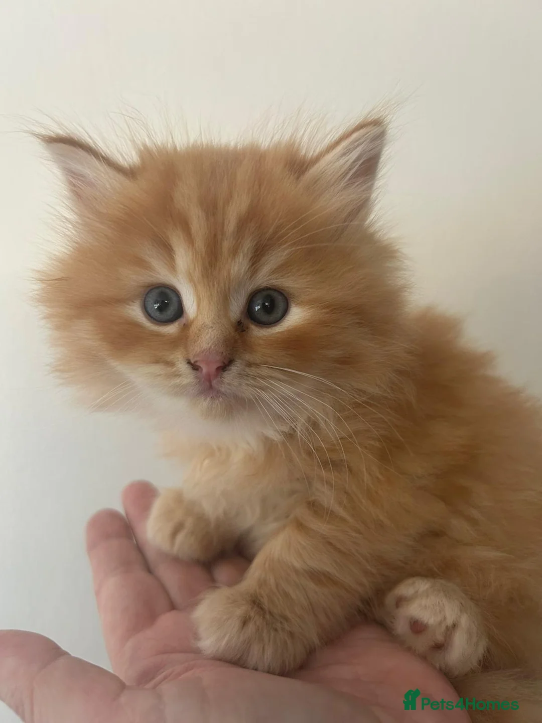 Perdoll cats for sale: 2 male fluffy perdolls kittens in Tredegar - Advert 1