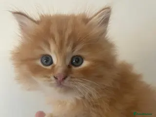 Perdoll cats 2 male fluffy perdolls kittens in Tredegar - Advert 1