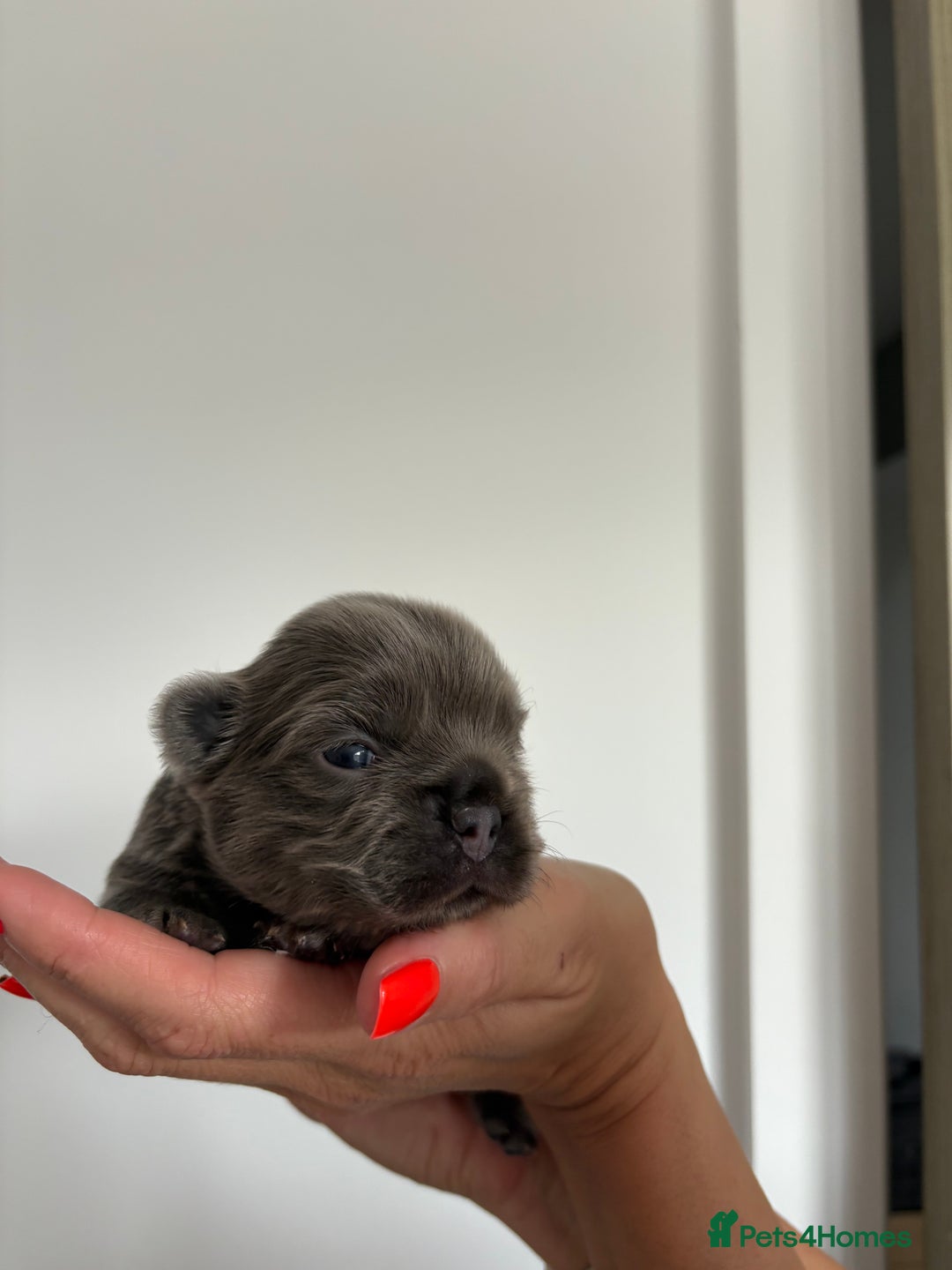 French Bulldog dogs for sale: Fluffy French Bulldog Puppies FOR SALE -  - Image 12