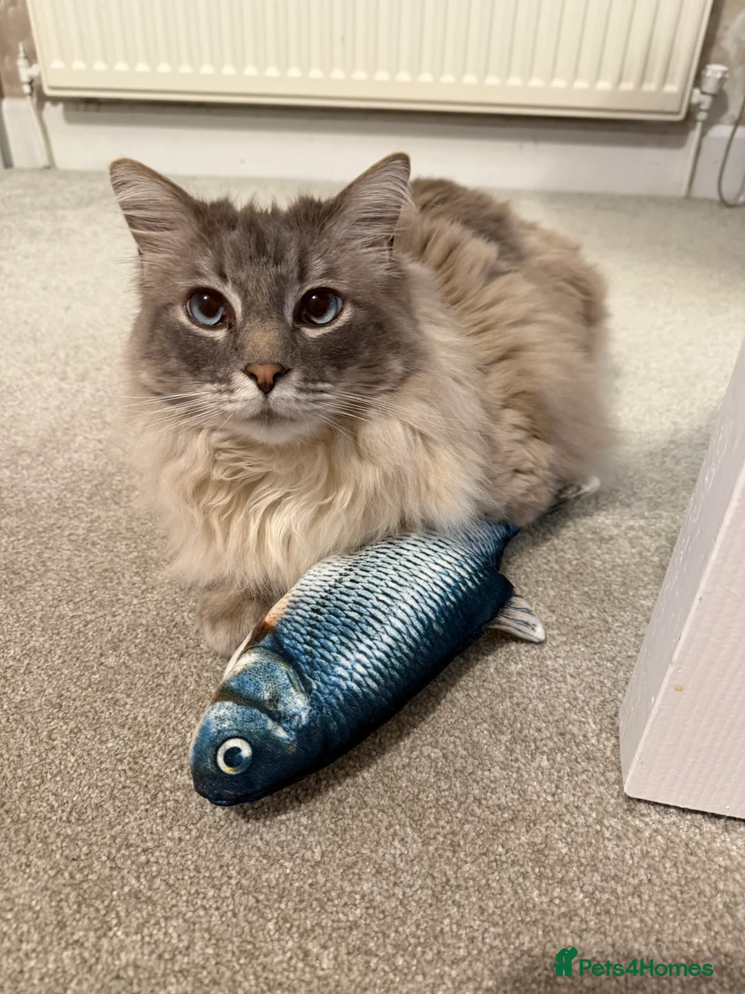 Ragdoll cats for sale: 2 Male Ragdolls looking to find a loving home - Advert 2