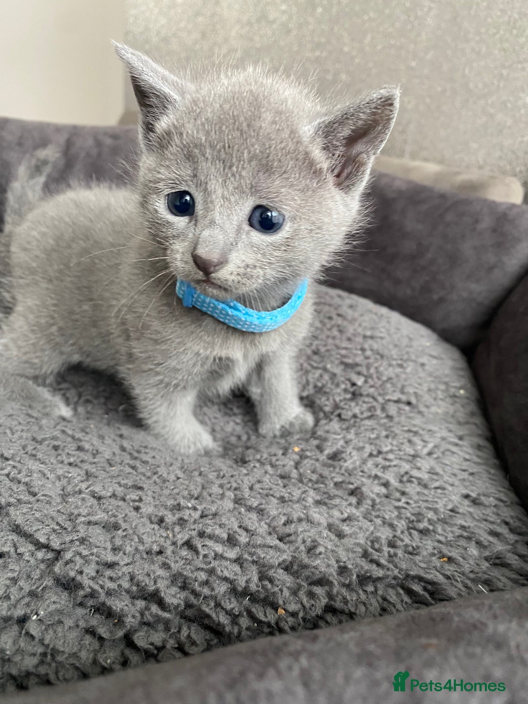 Russian Blue cats for sale: Russian blue kittens  - Advert 14