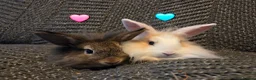 Lionhead rabbits for sale: Very tame Lion head bunnies 9 wk 1🩷1🩵 - Advert 8