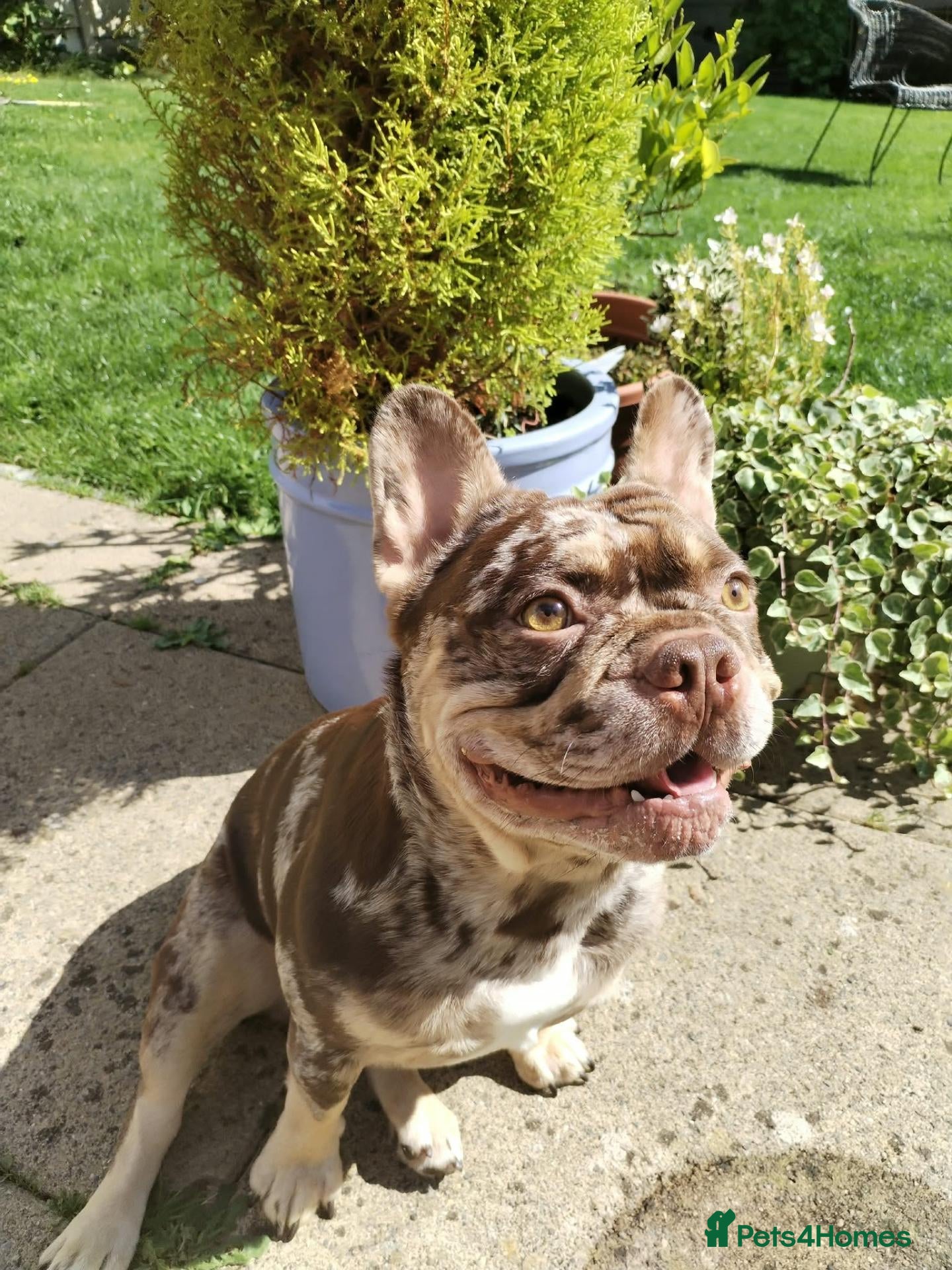 French Bulldog dogs For stud! Ferrari Jay!! EXOTIC DNA AND CARRIER  - Advert 2