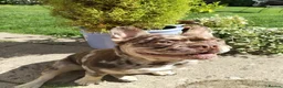French Bulldog dogs for stud: For stud! Ferrari Jay!! EXOTIC DNA AND CARRIER  - Advert 2