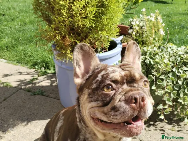 French Bulldog dogs For stud! Ferrari Jay!! EXOTIC DNA AND CARRIER - Advert 2