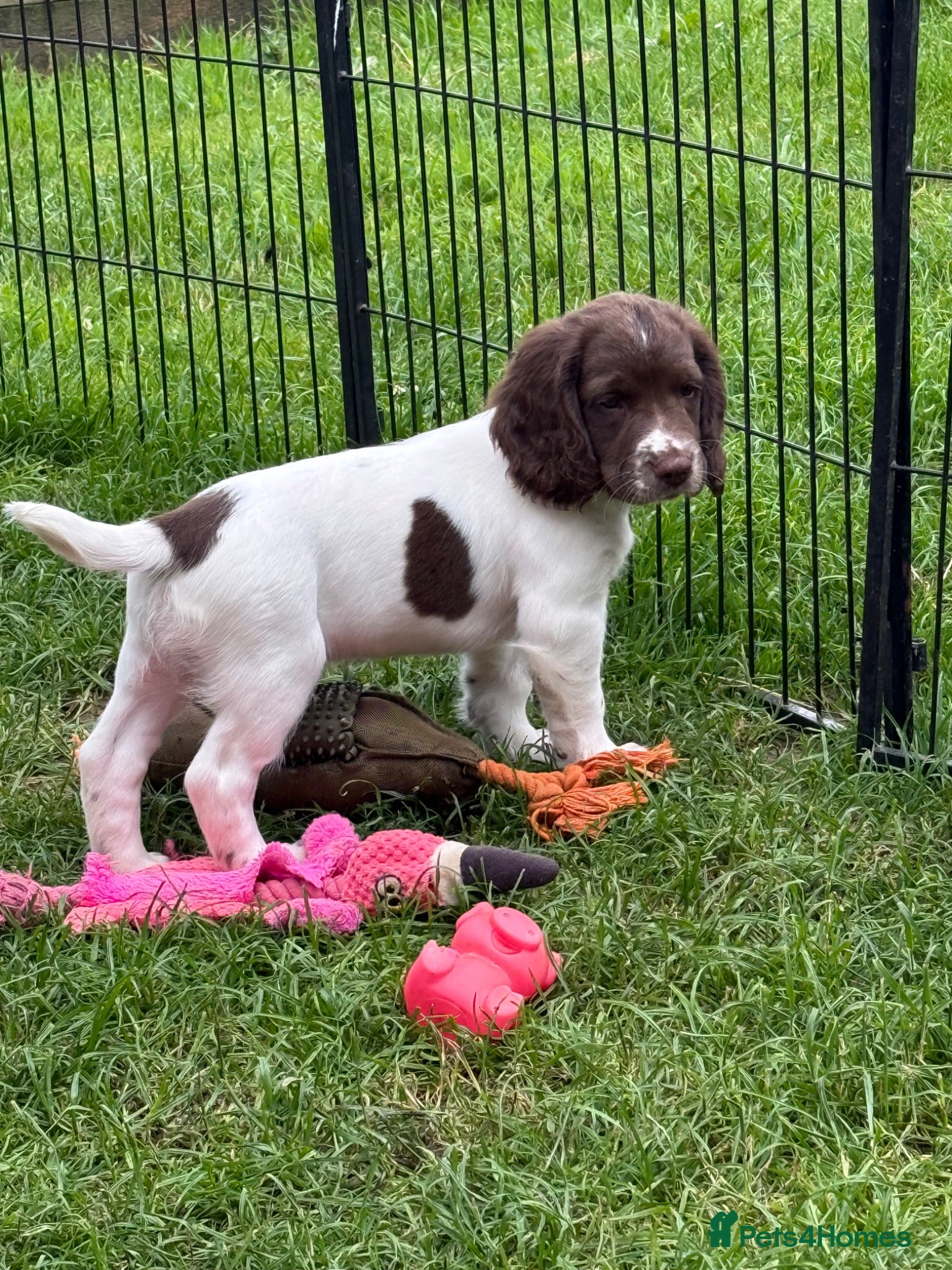 English Springer Spaniel dogs Working Springer Spaniels  - Advert 16