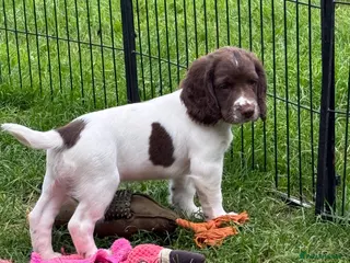 English Springer Spaniel dogs Working Springer Spaniels - Advert 16