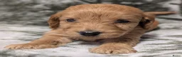 Cockapoo dogs for sale: Quality DNA Clear Cockapoo Puppies  - Advert 10