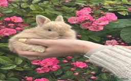 Netherland Dwarf rabbits for sale: Mini lop x Netherland dwarf rabbits for sale in Haverfordwest - Image 4