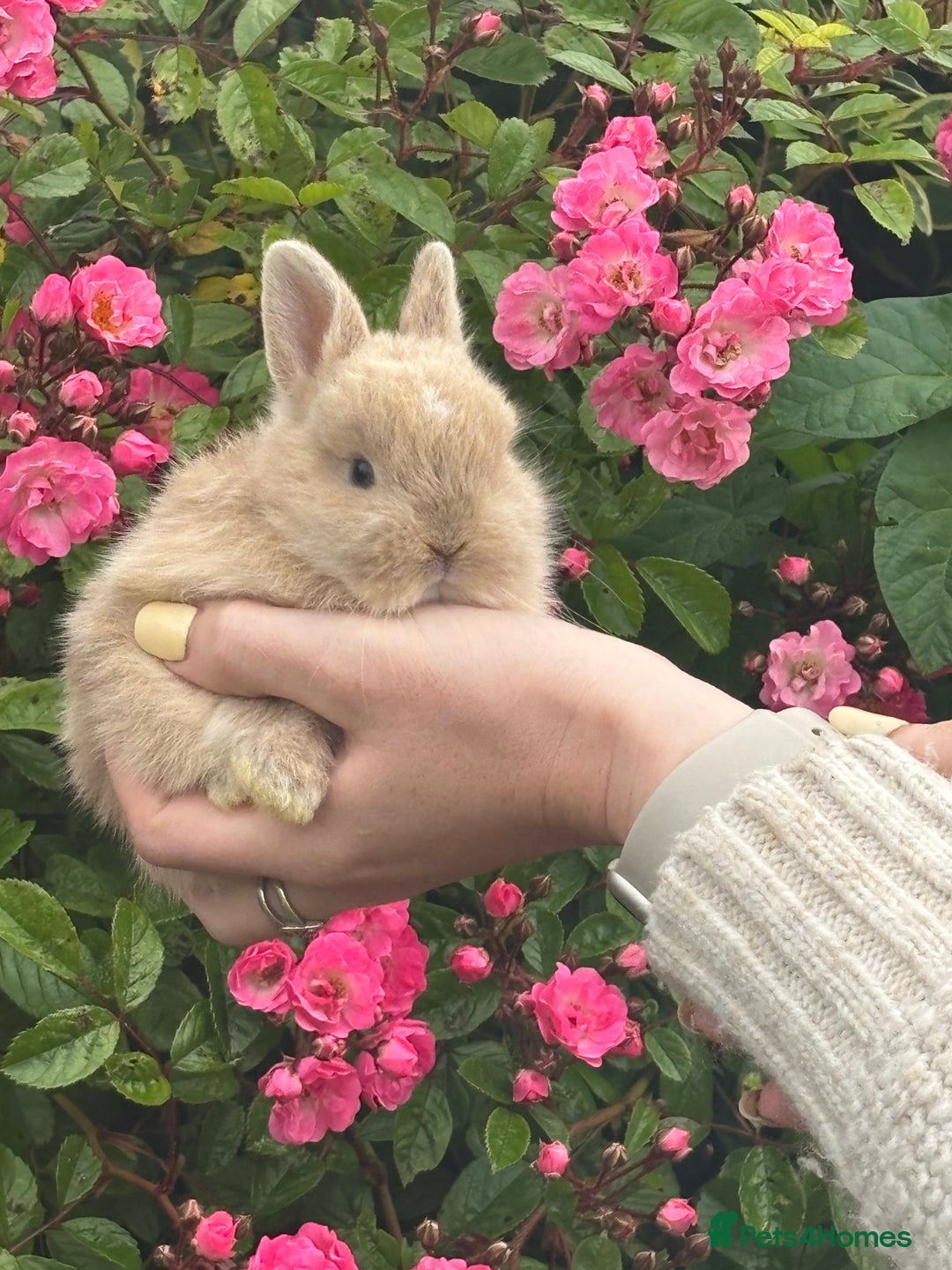 Netherland Dwarf rabbits for sale: Mini lop x Netherland dwarf rabbits for sale in Haverfordwest - Image 4