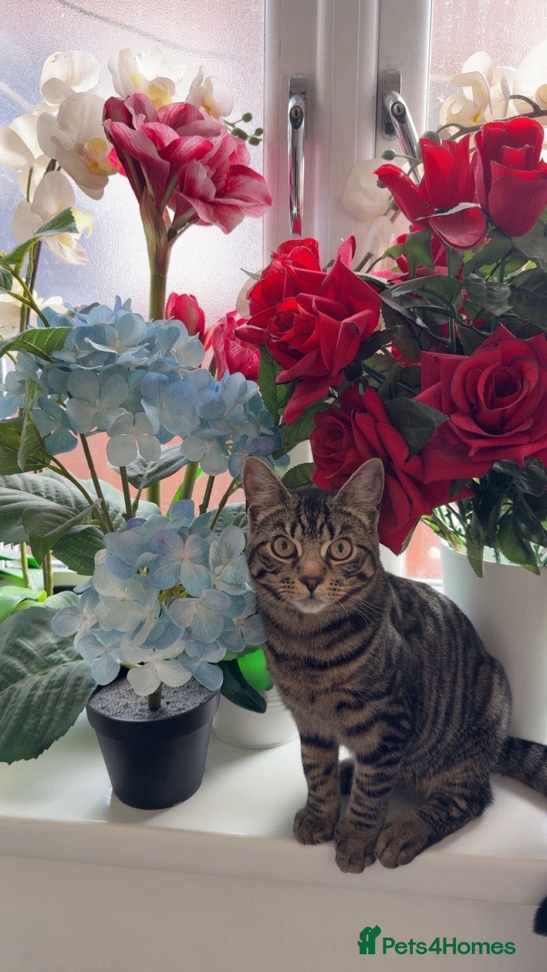 Mixed Breed cats 2 Gorgeous Grey Kittens For Sale 🐱 - Advert 1
