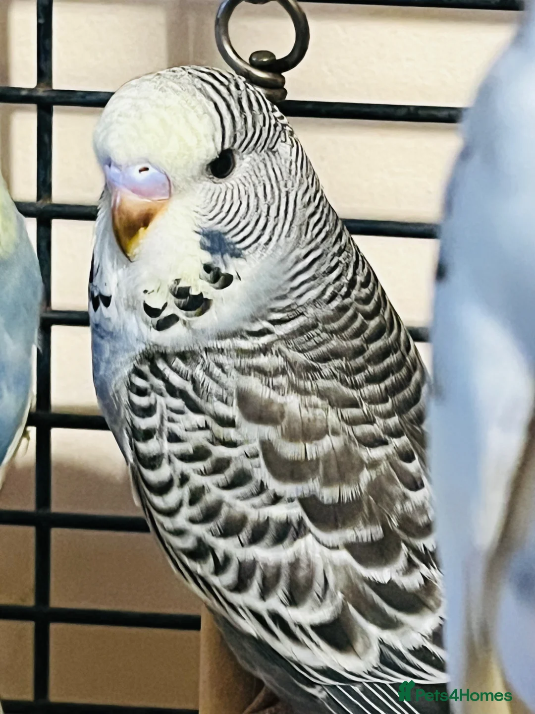 Budgerigars birds for sale: 2026 budgies  - Advert 2