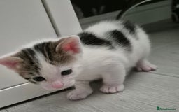 Bengal cats for sale: Bengal x kittens - Image 4