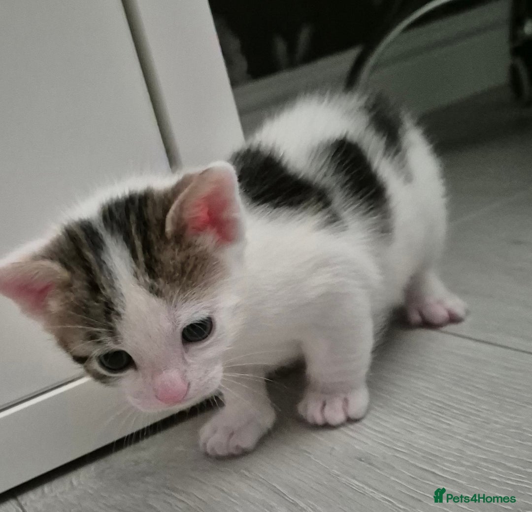 Bengal cats for sale: Bengal x kittens - Image 4
