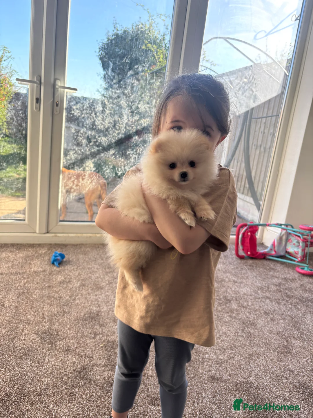 Pomeranian dogs for sale: White/cream Pomeranian 8 months old - Advert 3