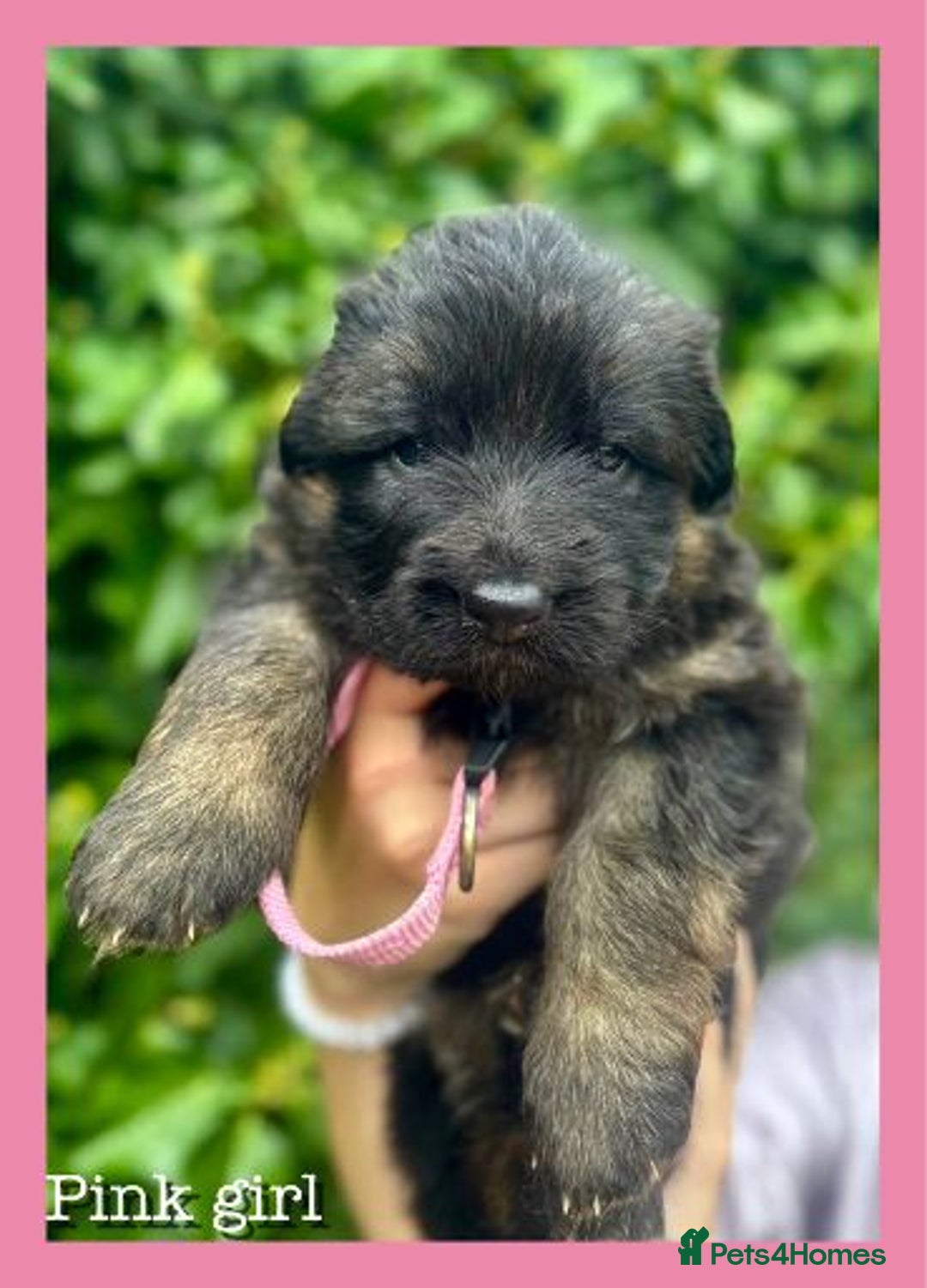 German Shepherd dogs for sale: GSD puppies' fluffy coats - Image 8