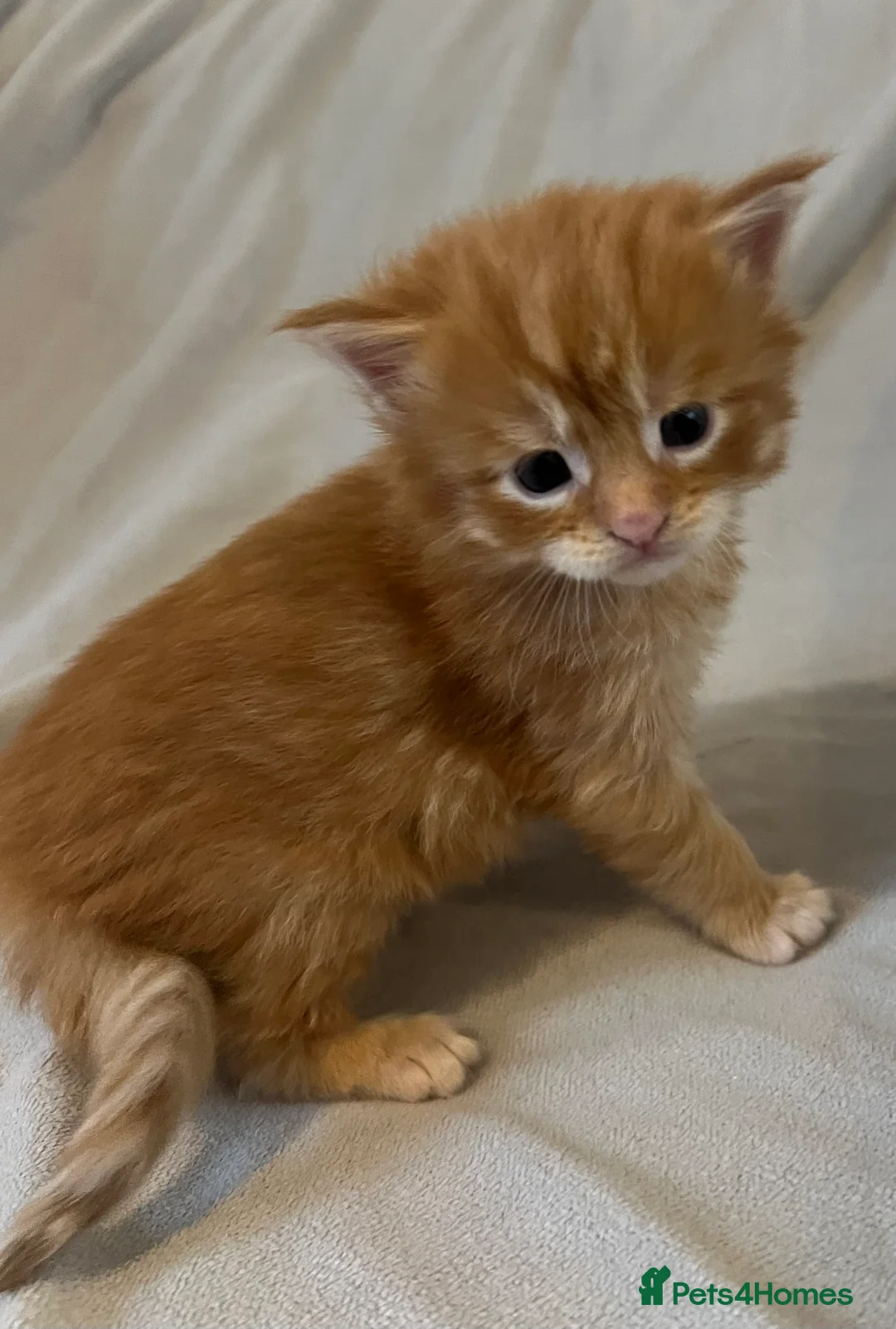 Maine Coon cats for sale: Beautiful and healthy litter of Maine coon kittens - Advert 21