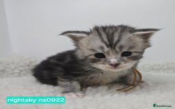 Maine Coon cats for sale: Maine Coon Kittens Silver Imported Shaded Lines - Image 15
