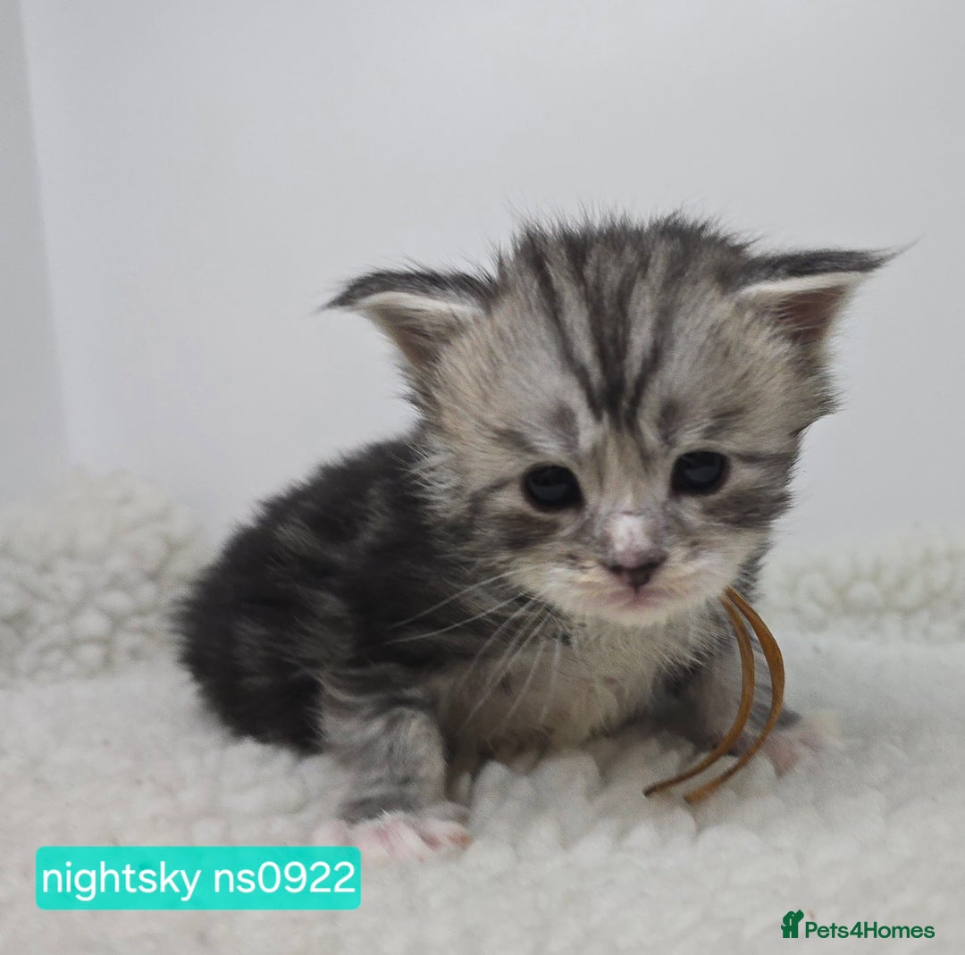 Maine Coon cats for sale: Maine Coon Kittens Silver Imported Shaded Lines - Image 15