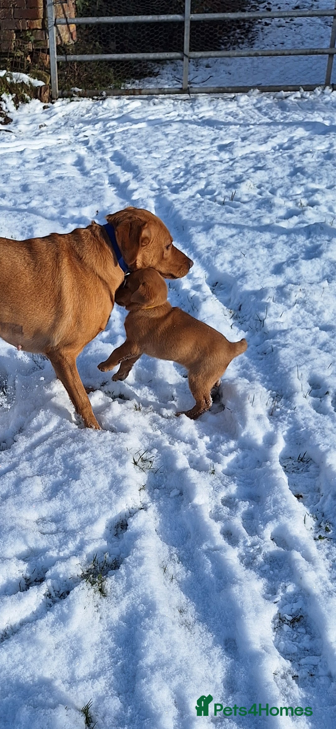 Labrador Retriever dogs Fox Red Labrador bitch for sale - Advert 4