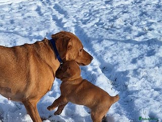 Labrador Retriever dogs Fox Red Labrador bitch for sale - Advert 4