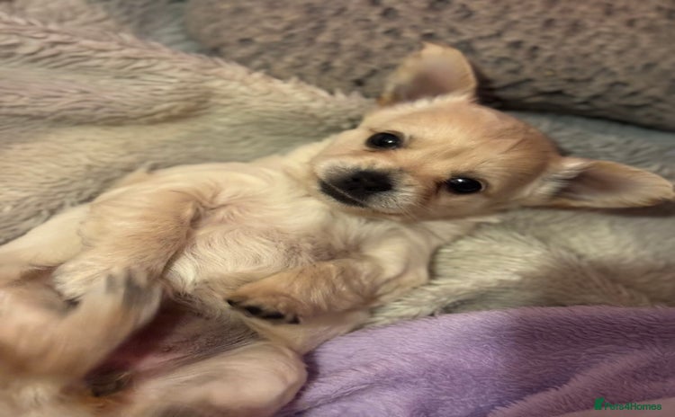 Chorkie dogs - Advert 2