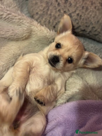 Chorkie dogs - Advert 2
