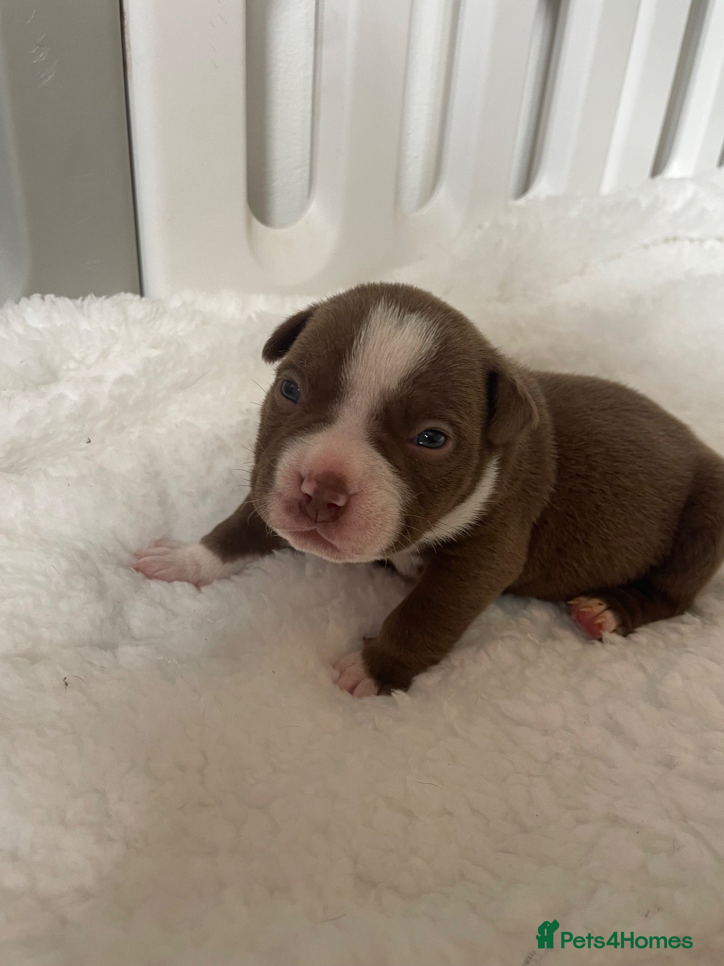 American Bully dogs 4 ABKC unreal pocket/micro bully’s - Advert 13