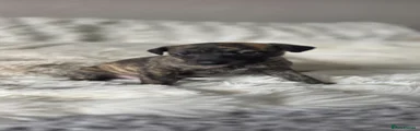 Whippet 1