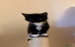 Mixed Breed cats for sale: ✨Playful Kittens Ready for Their Forever Homes! - Image 5