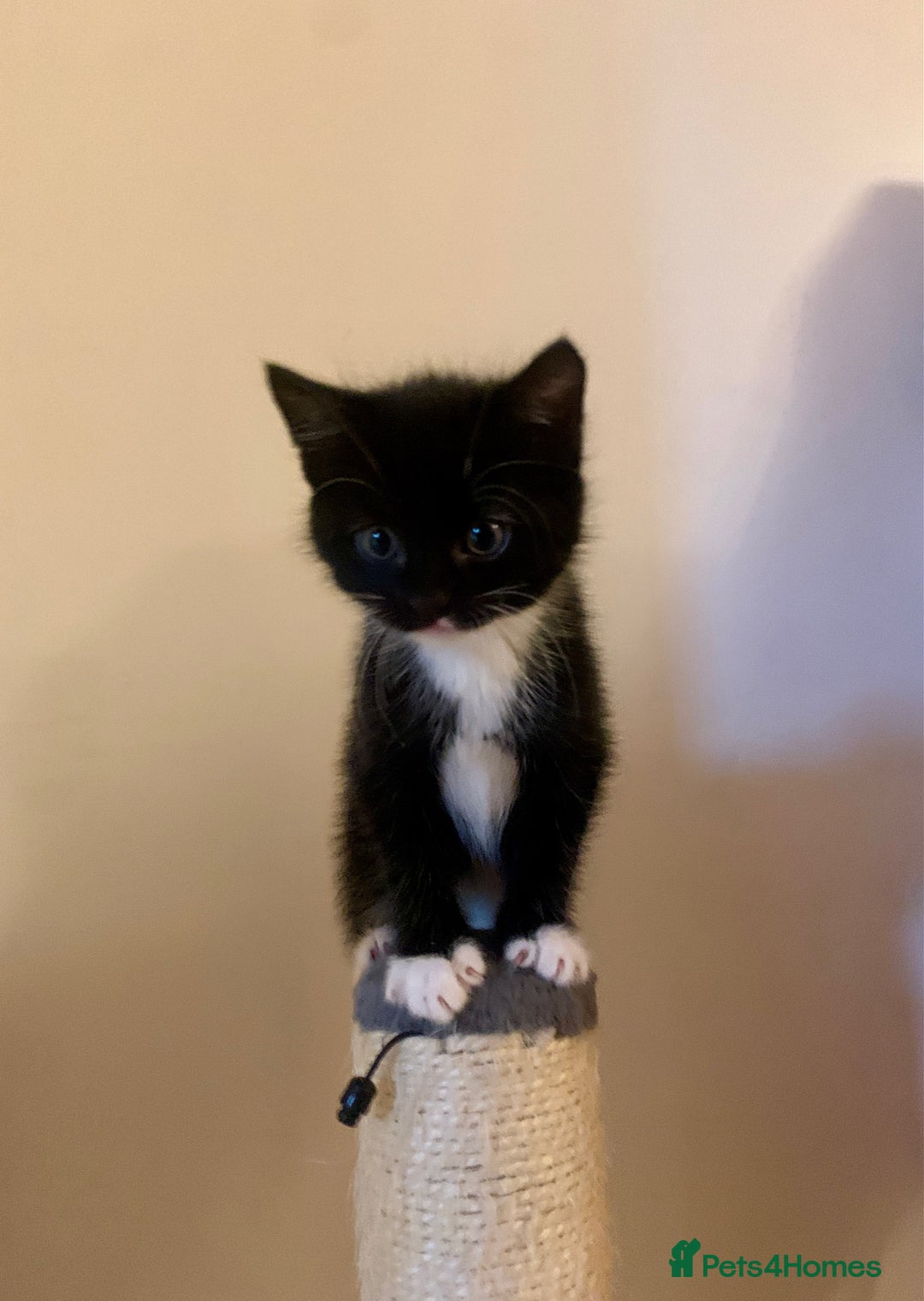 Mixed Breed cats for sale: ✨Playful Kittens Ready for Their Forever Homes! - Image 5
