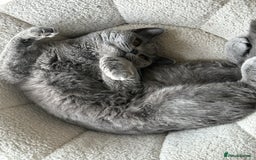 British Shorthair cats for sale: British Short Hair  - Image 3