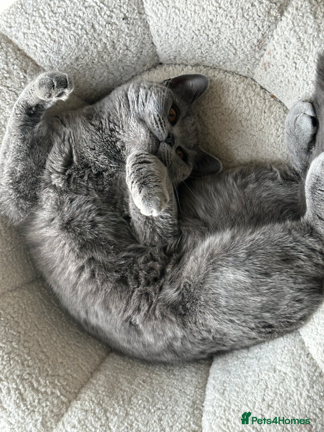 British Shorthair cats for sale: British Short Hair  - Image 3